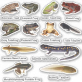 Amphibianen, vinylstickers, geasseerd sticker (Voorkant)