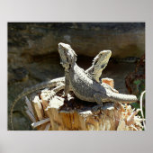 Amphion en Zethus Poster (Voorkant)