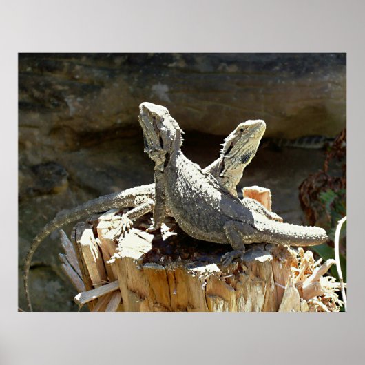 Amphion en Zethus Poster (Voorkant)