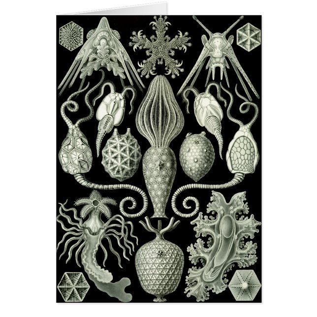 Amphoridea (Voorkant)