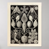 Amphoridea Ernst Haeckel Art Print (Voorkant)
