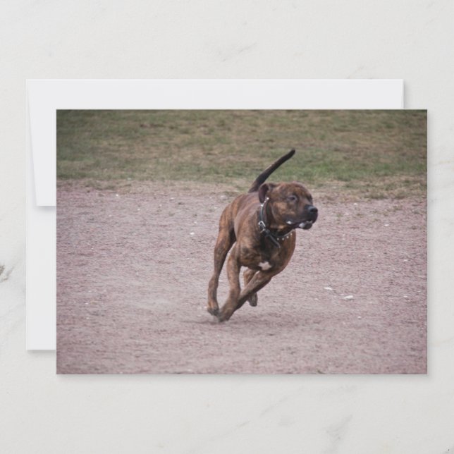 Amstaff running (Voorkant)