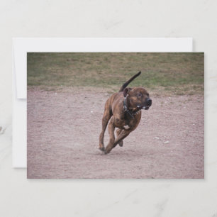 Amstaff running
