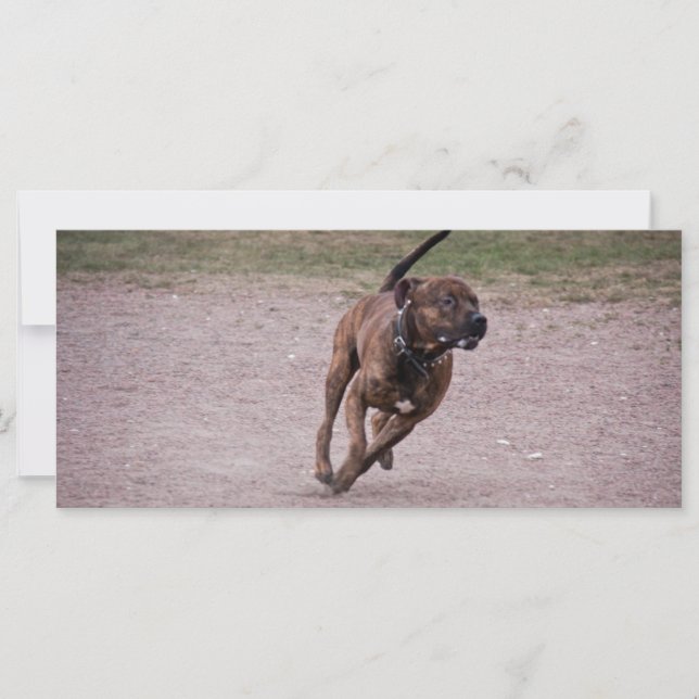 Amstaff running (Voorkant)