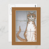 Amsterdam Cat Briefkaart (Voorkant / Achterkant)