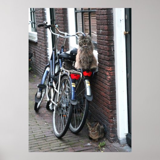 Amsterdam Cats on Bicycles Photo Poster (Voorkant)