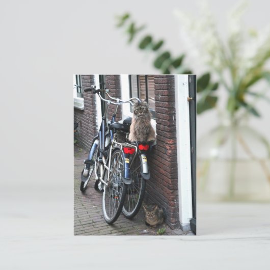 Amsterdam katten op fietsen briefkaart (Staand voorkant)