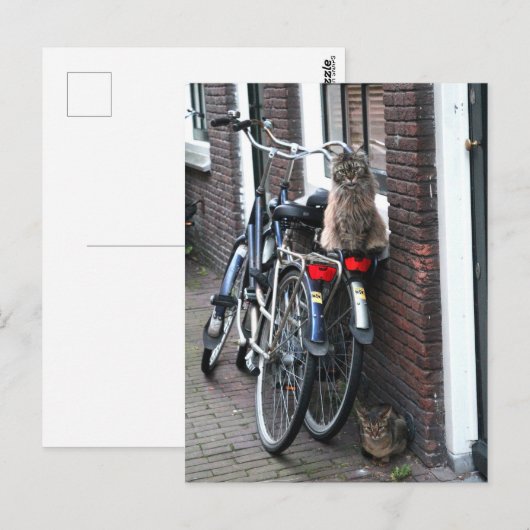 Amsterdam katten op fietsen briefkaart (Voorkant / Achterkant)