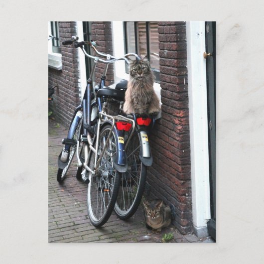 Amsterdam katten op fietsen briefkaart (Voorkant)