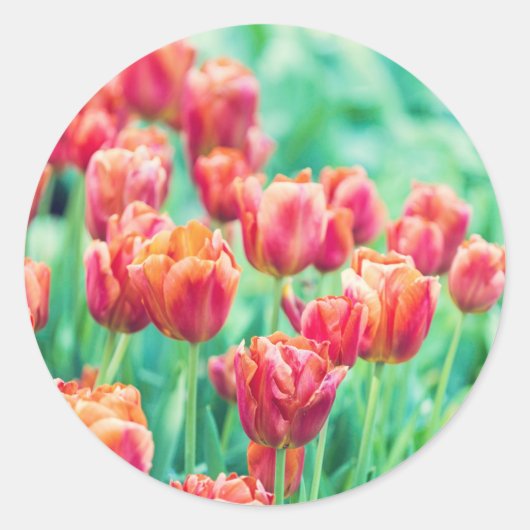 Amsterdam Tulpen Bloemen Foto Sticker (Voorkant)