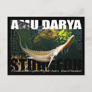 Amu Darya Sturgeon Briefkaart
