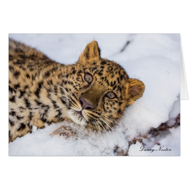 Amur (Voorkant Horizontaal)