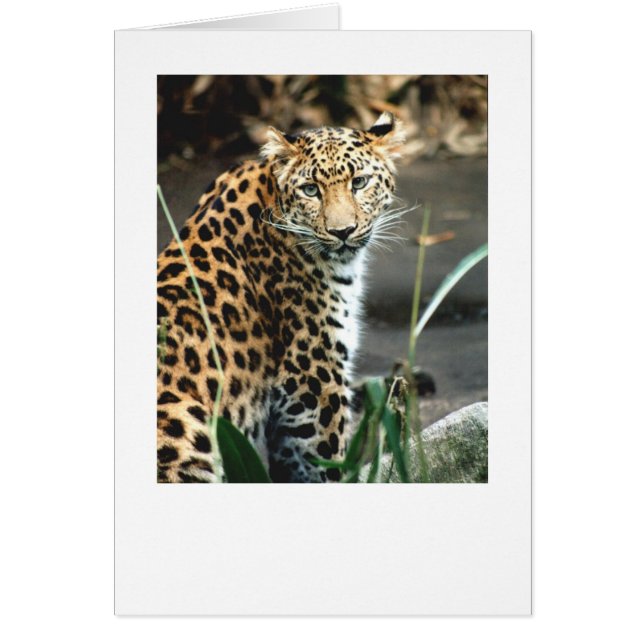 Amur Leopard (Voorkant)