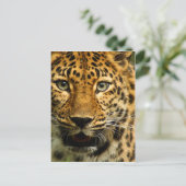 Amur Leopard Briefkaart (Staand voorkant)