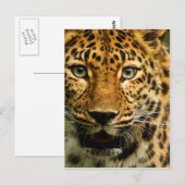 Amur Leopard Briefkaart (Voorkant / Achterkant)