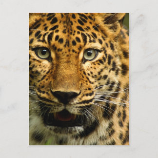 Amur Leopard Briefkaart