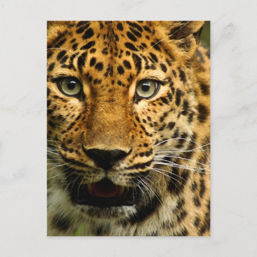 Amur Leopard Briefkaart (Voorkant)