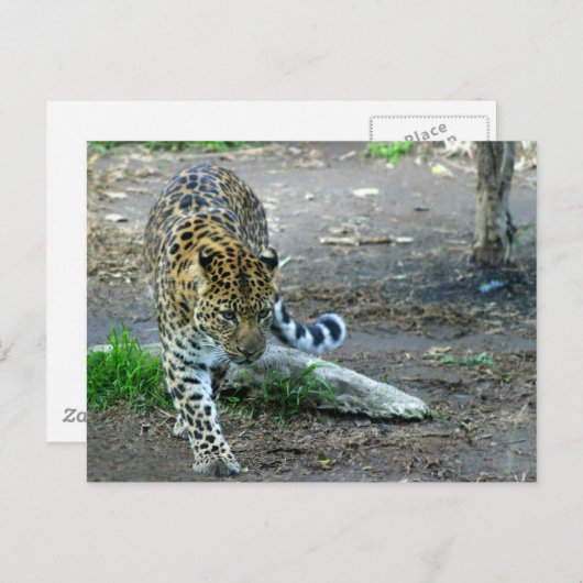 Amur Leopard Briefkaart (Voorkant / Achterkant)