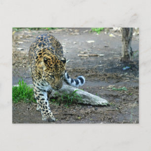 Amur Leopard Briefkaart