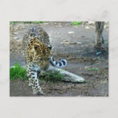 Amur Leopard Briefkaart (Voorkant)