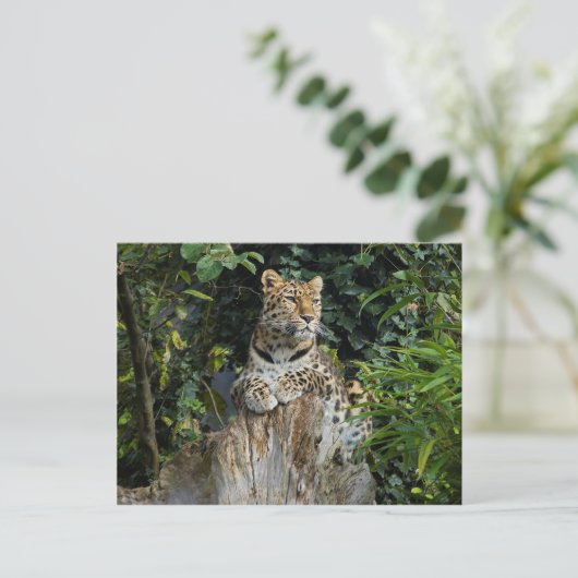 Amur Leopard Briefkaart (Staand voorkant)