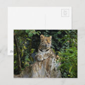 Amur Leopard Briefkaart (Voorkant / Achterkant)