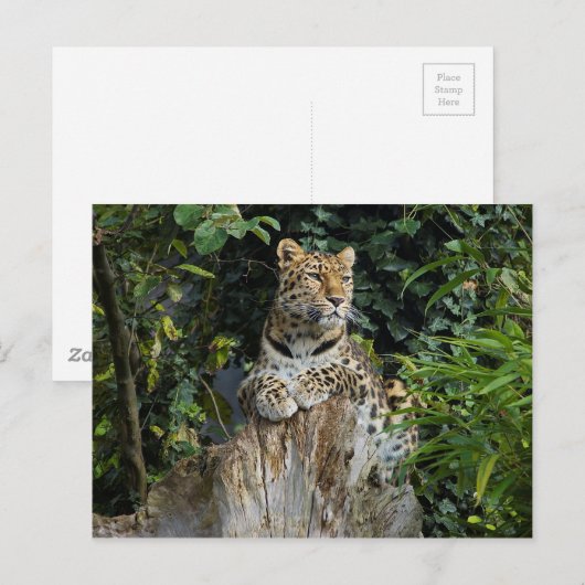 Amur Leopard Briefkaart (Voorkant / Achterkant)