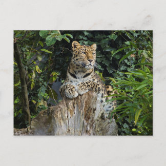Amur Leopard Briefkaart