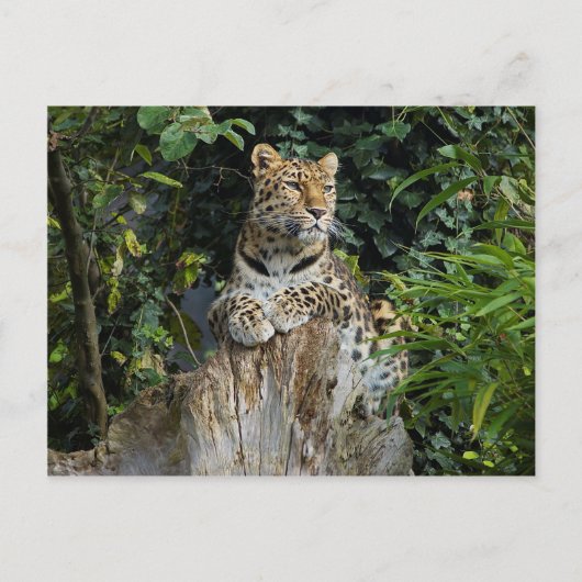 Amur Leopard Briefkaart (Voorkant)