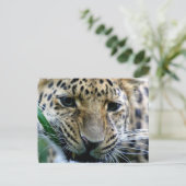 Amur Leopard-Briefkaarten Briefkaart (Staand voorkant)