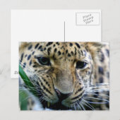 Amur Leopard-Briefkaarten Briefkaart (Voorkant / Achterkant)