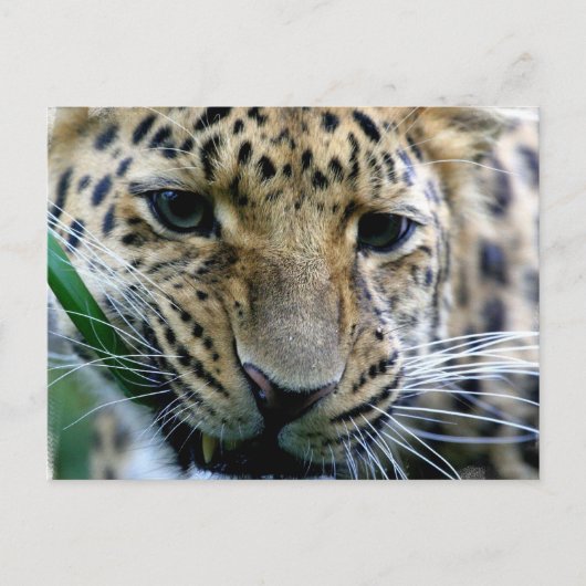 Amur Leopard-Briefkaarten Briefkaart (Voorkant)