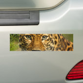 Amur Leopard Bumpersticker (Op auto)
