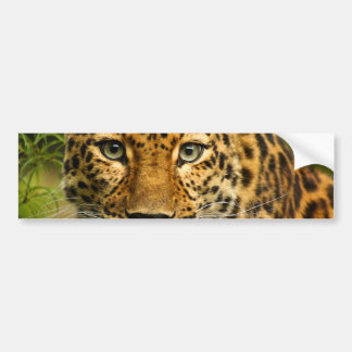 Amur Leopard Bumpersticker