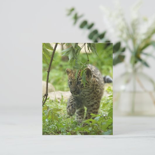Amur Leopard Cub Briefkaart (Staand voorkant)