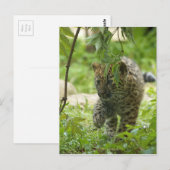 Amur Leopard Cub Briefkaart (Voorkant / Achterkant)