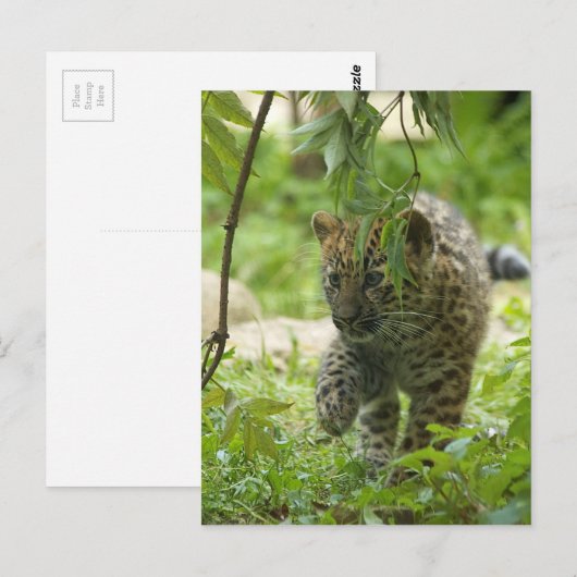 Amur Leopard Cub Briefkaart (Voorkant / Achterkant)