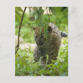 Amur Leopard Cub Briefkaart (Voorkant)