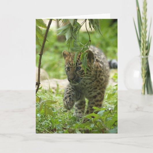 Amur Leopard Cub Feestdagen Kaart (Voorkant)