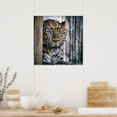 Amur Leopard Exotic Zoo Animal Poster (Keuken)