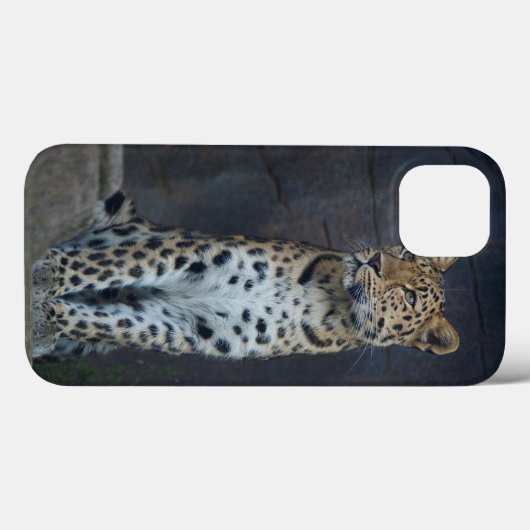 Amur Leopard iPhone 6 Hoesje (Achterkant (horizontaal))