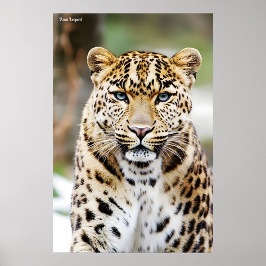 Amur Leopard Poster (Voorkant)
