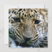 Amur Leopard-uitnodigingen Kaart (Voorkant)