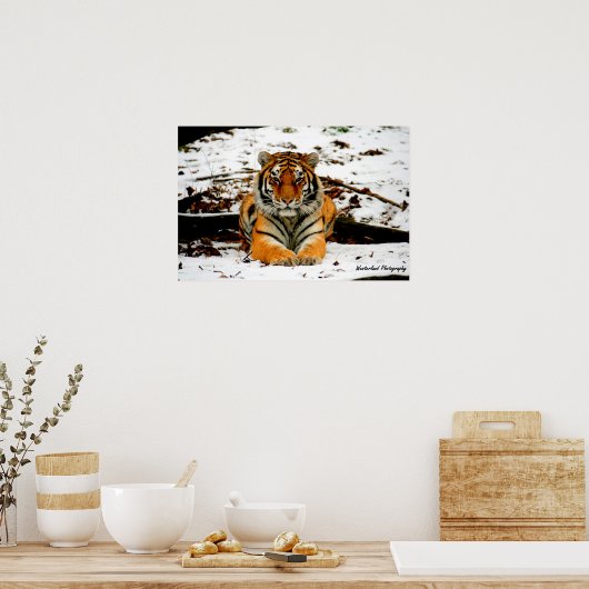Amur Stare - Mara de Amur Tiger Poster (Keuken)
