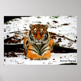 Amur Stare - Mara de Amur Tiger Poster