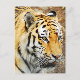 Amur Tiger Briefkaart