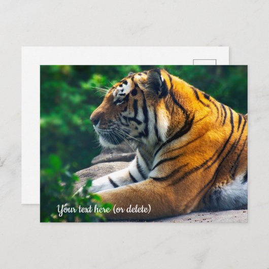 Amur Tiger Briefkaart (Voorkant / Achterkant)