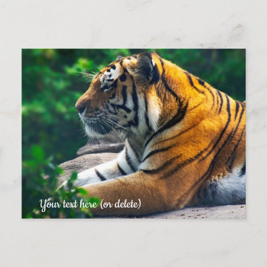 Amur Tiger Briefkaart (Voorkant)