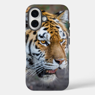 Amur Tiger iPhone 16 Hoesje