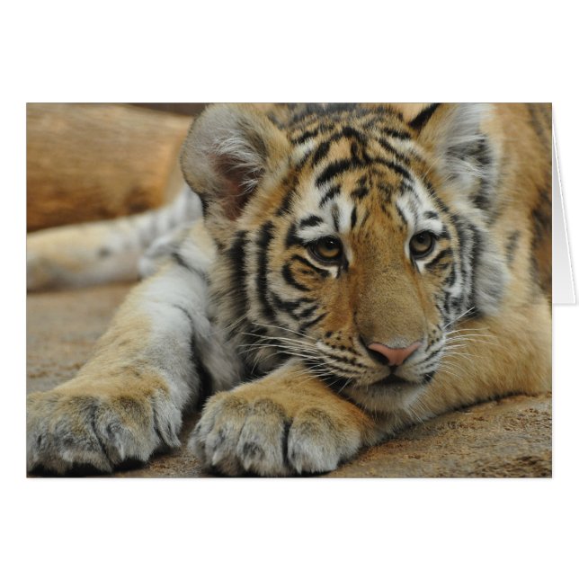 Amur Tiger Cub (Voorkant Horizontaal)